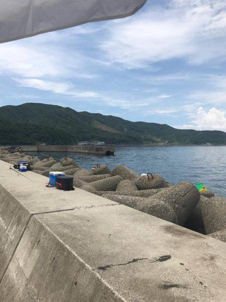 泉南ランガン❗️夏イカのはしり