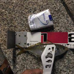 久々のアジング！