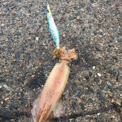 ケンサキ数釣りエギング