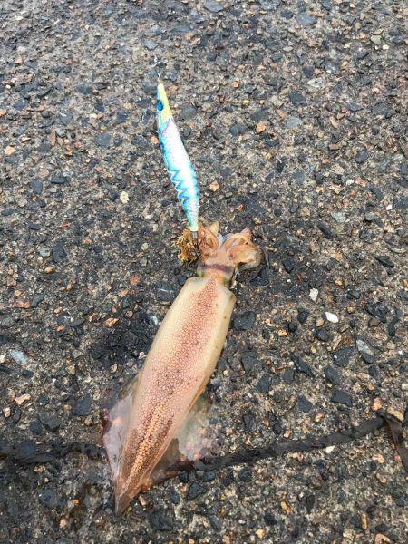 ケンサキ数釣りエギング