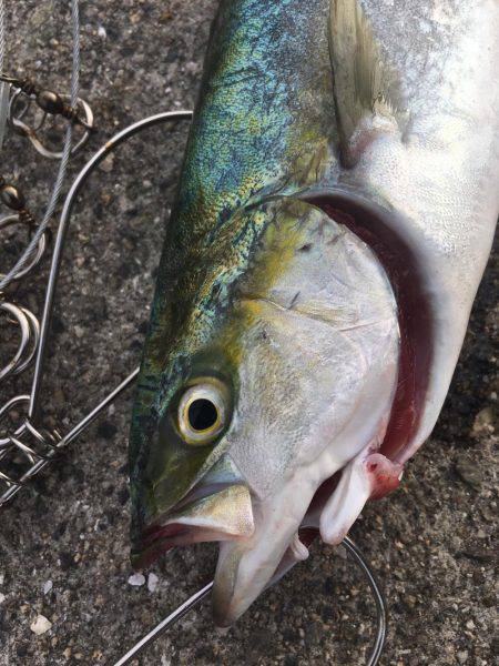 まだ一応ツバスの時合いあり