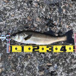 朝ハネ 好釣‼︎