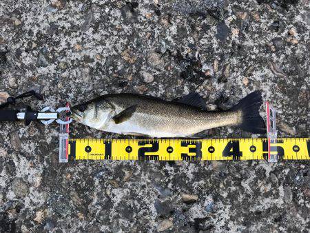 朝ハネ 好釣‼︎