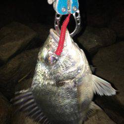 初夏の淀川キビレゲーム