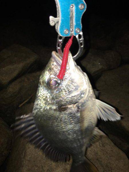 初夏の淀川キビレゲーム