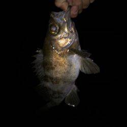 台風の後のライトゲーム