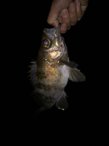台風の後のライトゲーム