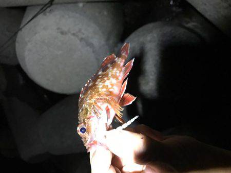 ライトゲームで…