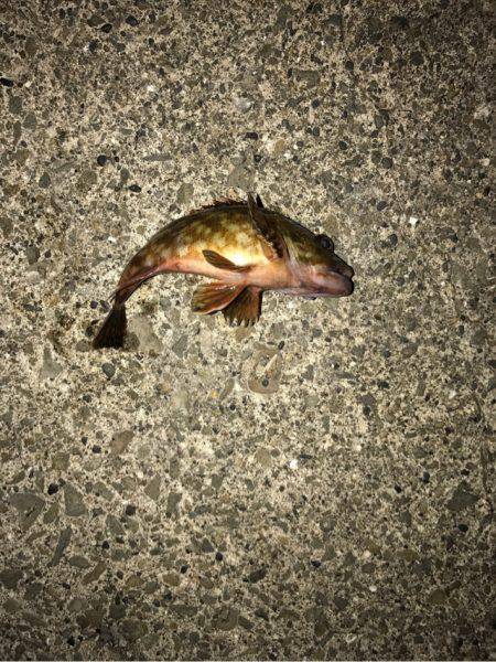 タケノコメバル