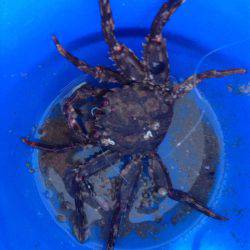 釣れたタイがおおきかったら