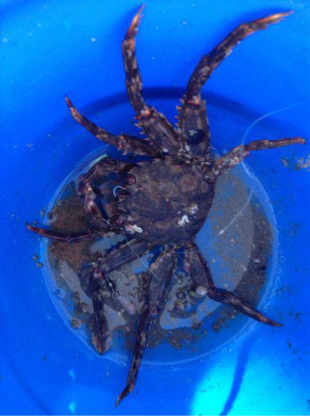 釣れたタイがおおきかったら