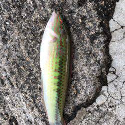 エサ取りばっかーーーーー