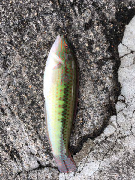 エサ取りばっかーーーーー