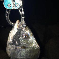 淀川キビレゲーム 台風一過