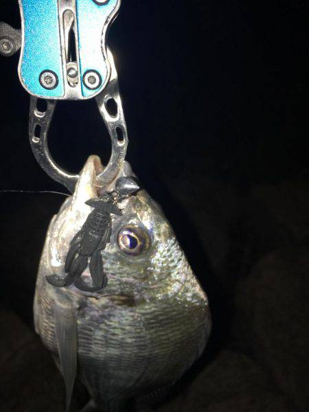 淀川キビレゲーム 台風一過