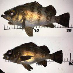 まだまだ狙える梅雨メバル！