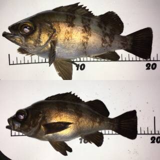 まだまだ狙える梅雨メバル！