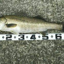 荒れ後の1発狙い