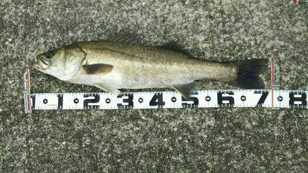 荒れ後の1発狙い