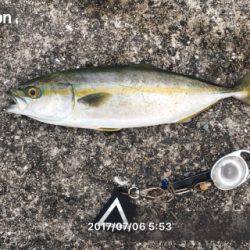 台風後でもツバスいました