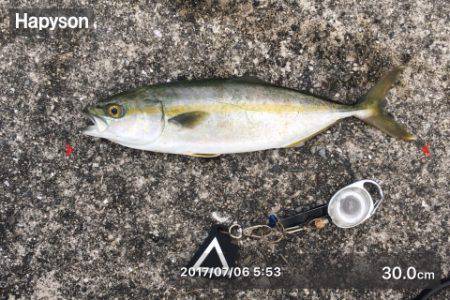 台風後でもツバスいました