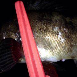 ヨロイメバルかわいい