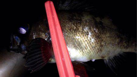 ヨロイメバルかわいい