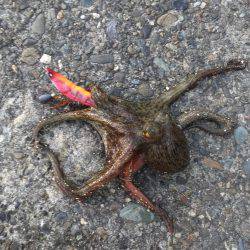 タコ釣れました