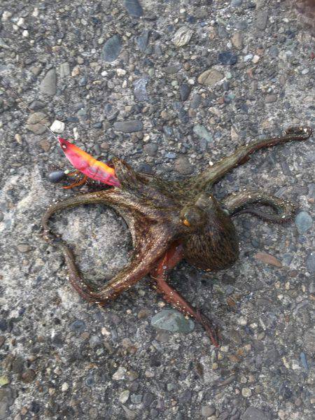 タコ釣れました