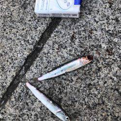 サビキリベンジ！