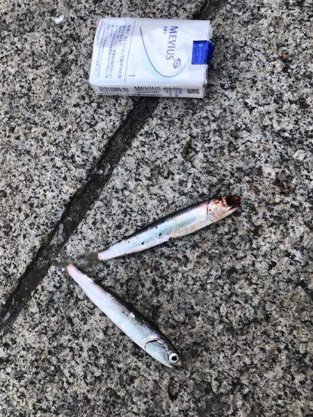 サビキリベンジ！