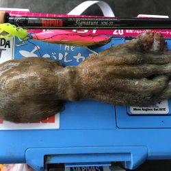 雨の後のタコ調査