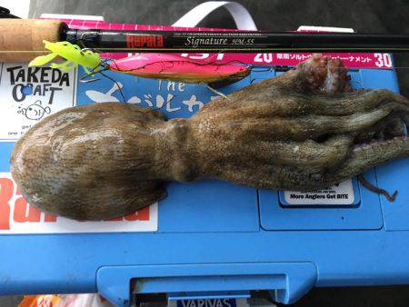 雨の後のタコ調査