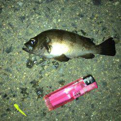 メバル活性高し+とんでもない奴も…