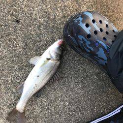 濁りがルアーを生かす。