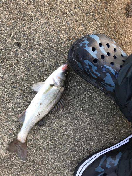 濁りがルアーを生かす。