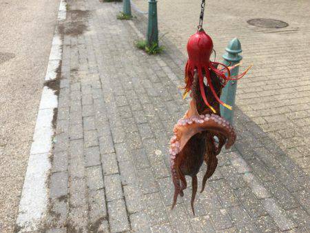 タコ釣れました