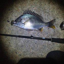 好調淀川チニング釣行！