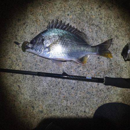 好調淀川チニング釣行！