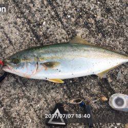 夕まずめにもツバス反応あり+α