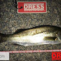 台風後、アジはどこへ？