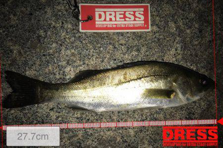 台風後、アジはどこへ？