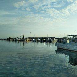 7月の海上釣堀オーパ!!