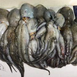 とうとう爆釣！