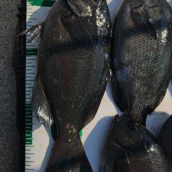 魚津港 フカセ夜釣りグレ