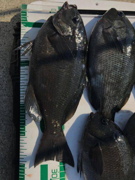 魚津港 フカセ夜釣りグレ