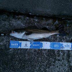 シーバス×太刀魚×青物