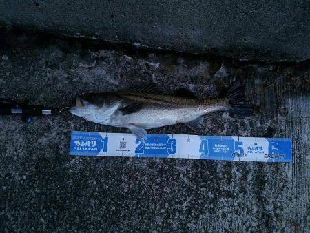 シーバス×太刀魚×青物