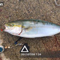 タコ?からのツバス?時合い