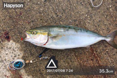 タコ?からのツバス?時合い